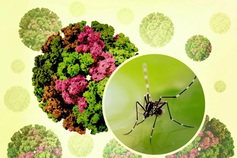 Hải Phòng: khuyến cáo các biện pháp phòng chống bệnh Chikungunya