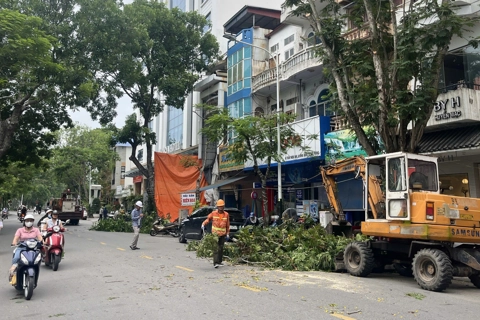 Hải Phòng: cắt tỉa hàng nghìn cây xanh để ứng phó cơn bão số 3

