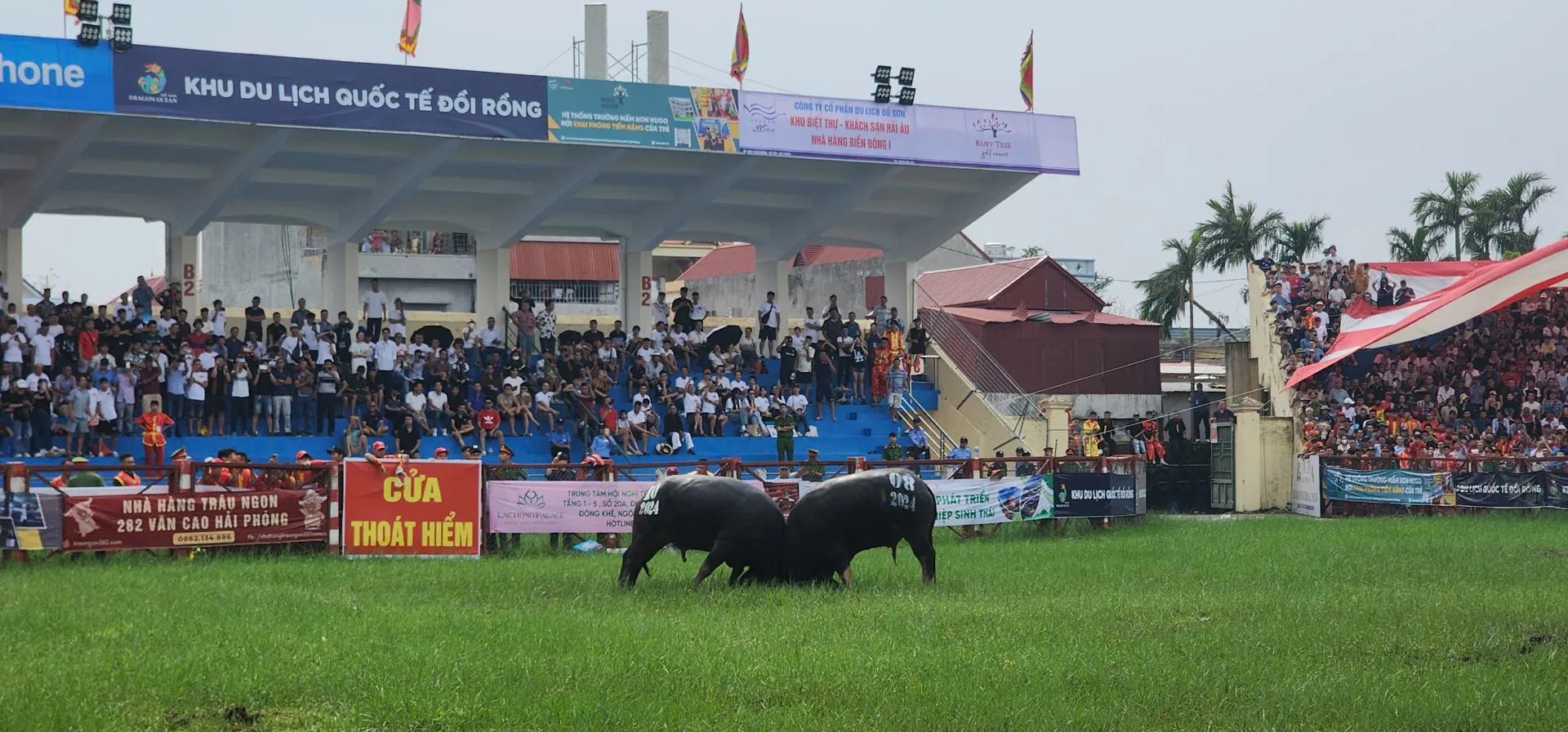 Hải Phòng hỗ trợ 1,3 tỷ đồng cho Lễ hội chọi trâu Đồ Sơn