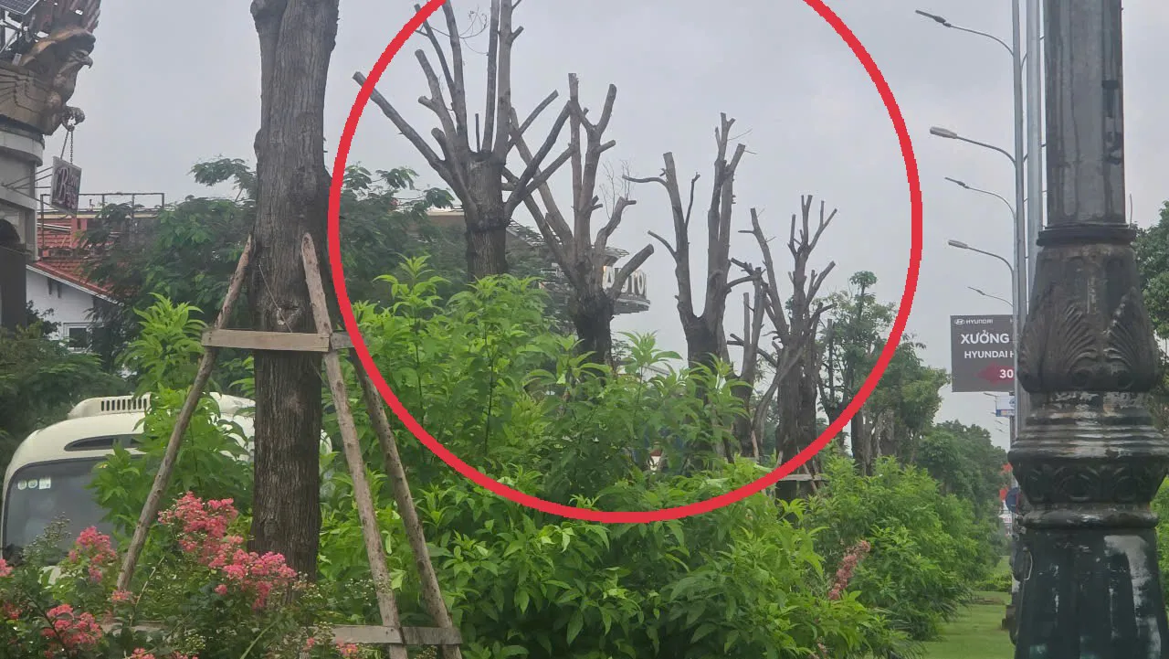 Nhiều cây xanh héo khô trên con đường hoa đẹp nhất Hải Phòng