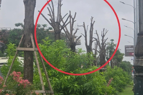 Nhiều cây xanh héo khô trên con đường hoa đẹp nhất Hải Phòng