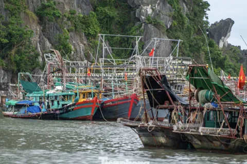 Quảng Ninh: ứng phó khẩn cấp với bão số 11