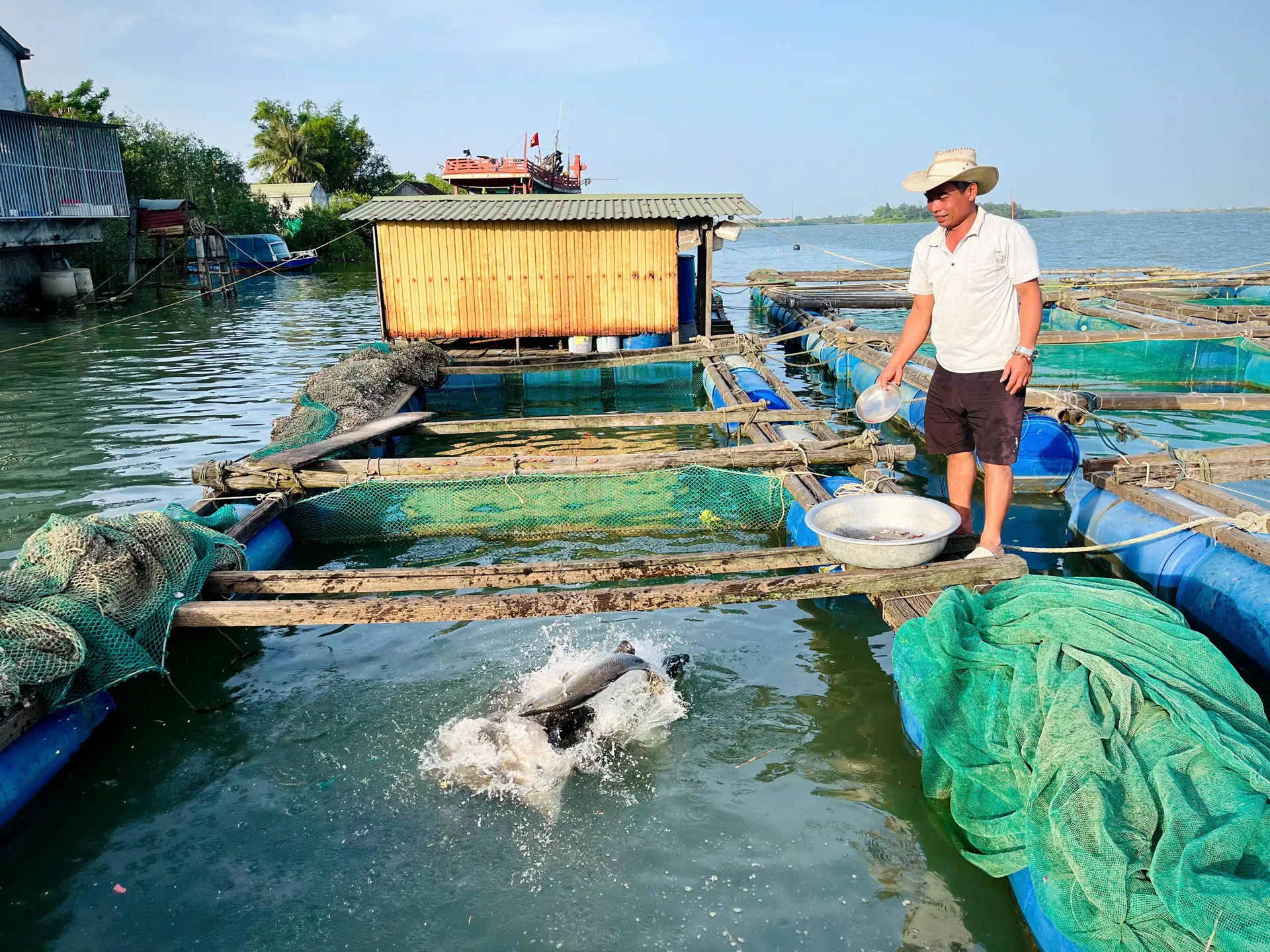 Quảng Bình: trăn trở nghề nuôi cá lồng trên sông Gianh

