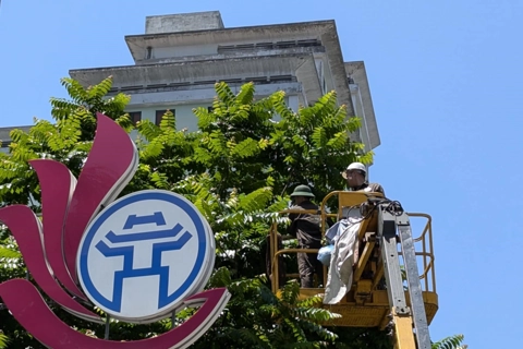 Hà Nội cắt tỉa cây xanh trước mùa mưa bão
