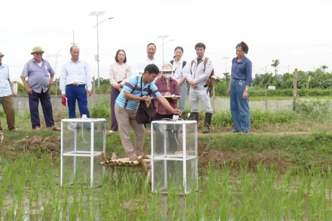 Xã Ứng Hoà: thực hiện mô hình trồng lúa giảm phát thải nhà kính