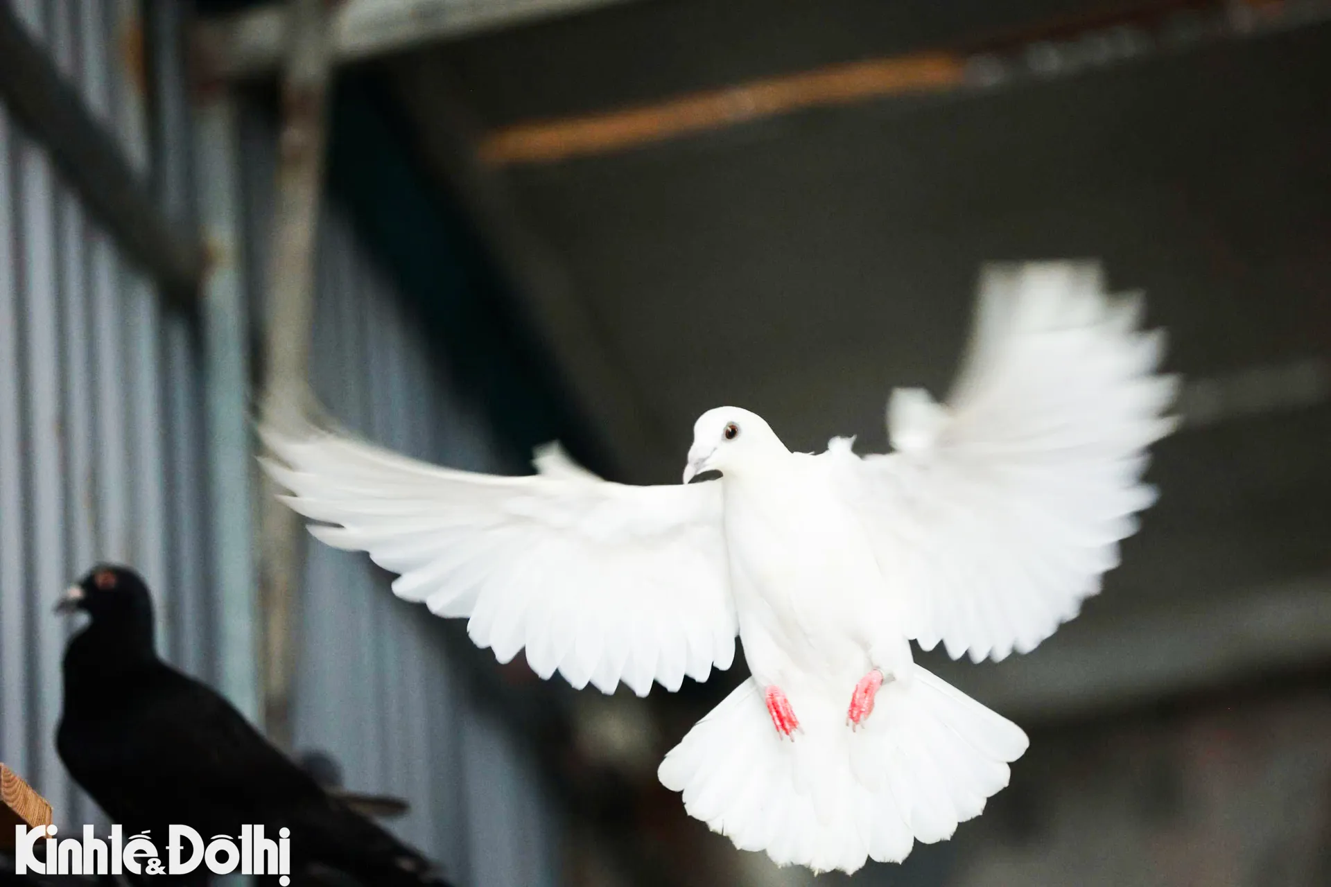 Gần 900 chim bồ câu sẵn sàng tung cánh mừng đại lễ A80 tại Quảng trường Ba Đình
