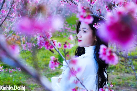 Ngắm hoa anh đào nở rộ nơi lòng chảo Điện Biên