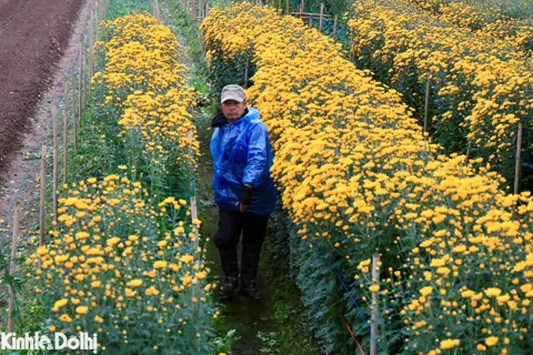 Nông dân mặc áo mưa kín mít, đốt lửa chăm hoa trong ngày Hà Nội rét 9 độ C