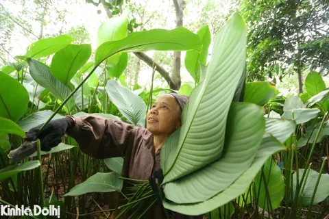 Hà Nội: thủ phủ lá dong Tràng Cát tất bật vào vụ Tết