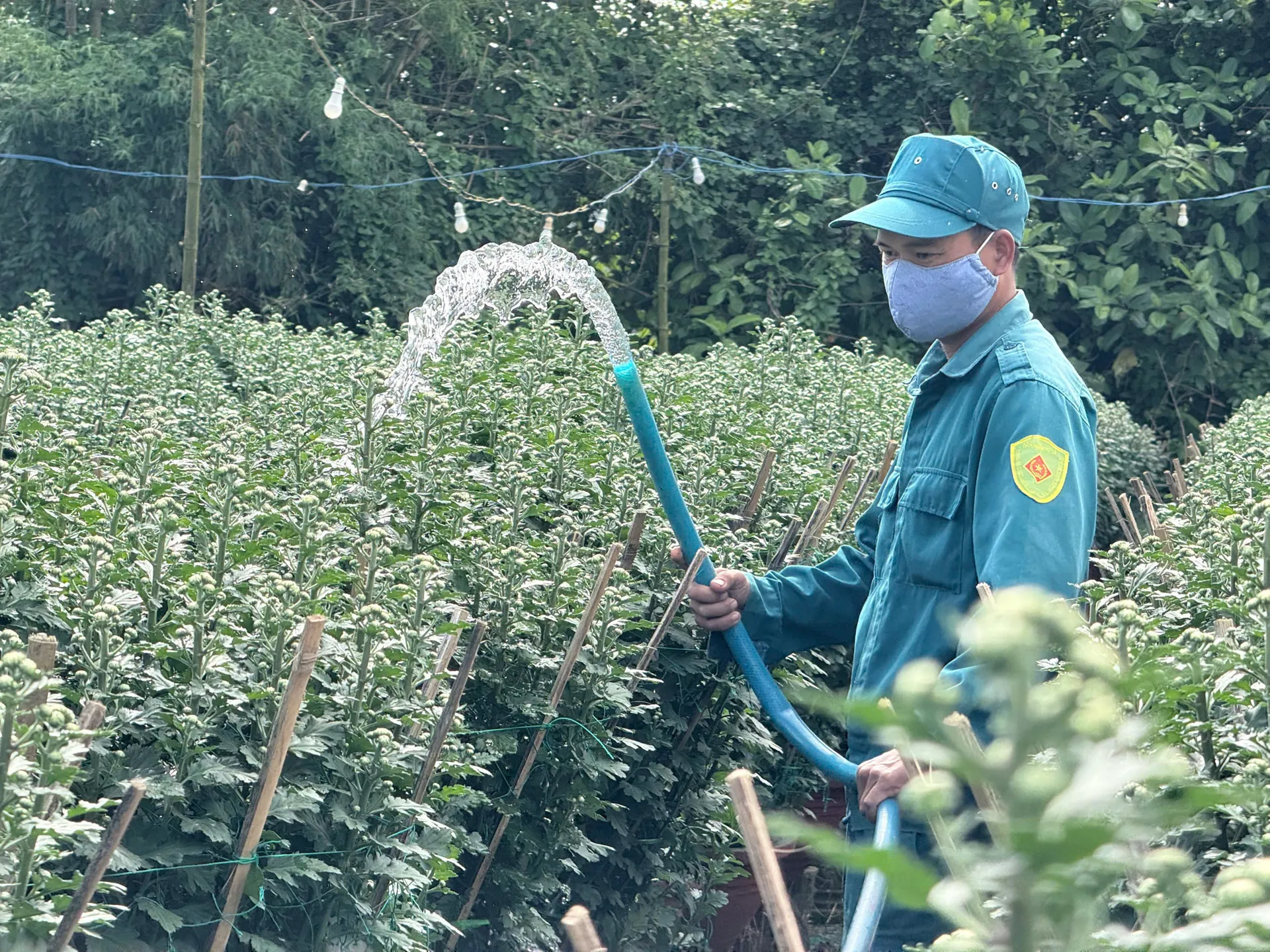 Quảng Ngãi: hoa cúc Nghĩa Hiệp chưng Tết đã “cháy hàng” từ sớm