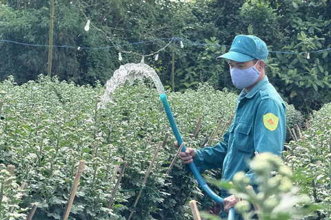 Quảng Ngãi: hoa cúc Nghĩa Hiệp chưng Tết đã “cháy hàng” từ sớm