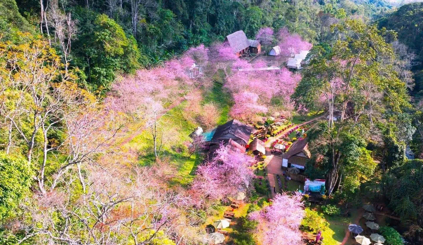 Quảng Ngãi: nhiều hoạt động hấp dẫn ở Tuần Văn hóa - Du lịch Măng Đen và Mùa hoa anh đào 2026