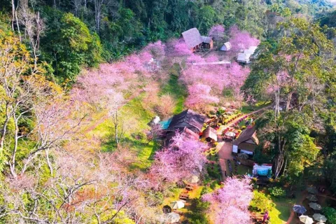 Quảng Ngãi: nhiều hoạt động hấp dẫn ở Tuần Văn hóa - Du lịch Măng Đen và Mùa hoa anh đào 2026