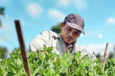 Khó khăn bủa vây vựa hoa cúc lớn nhất miền Trung