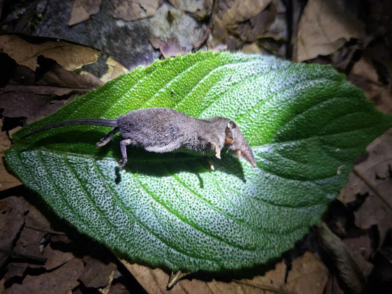 Hình ảnh 2