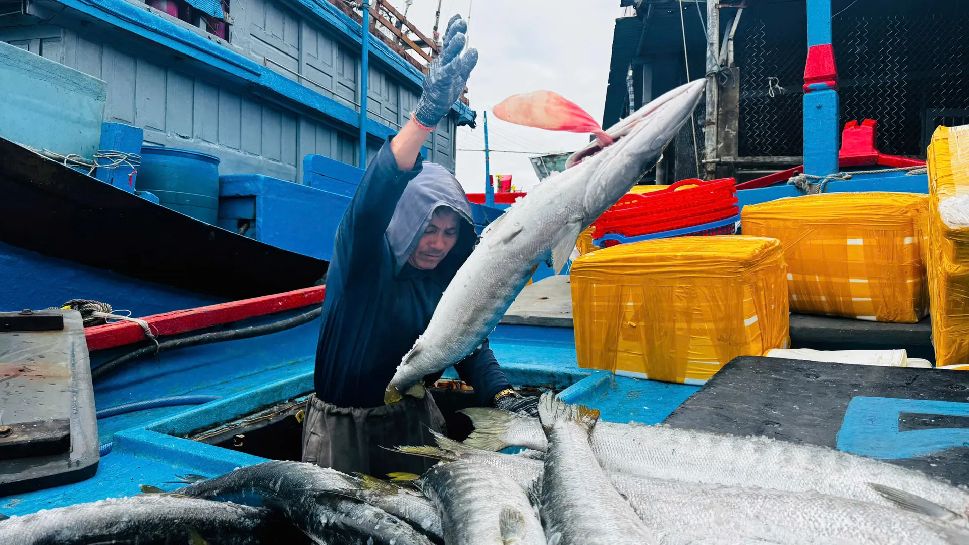 Hải sản được mùa, được giá, ngư dân Quảng Ngãi phấn khởi bám biển cuối năm