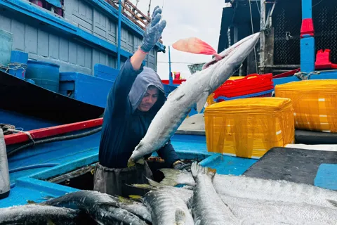Hải sản được mùa, được giá, ngư dân Quảng Ngãi phấn khởi bám biển cuối năm