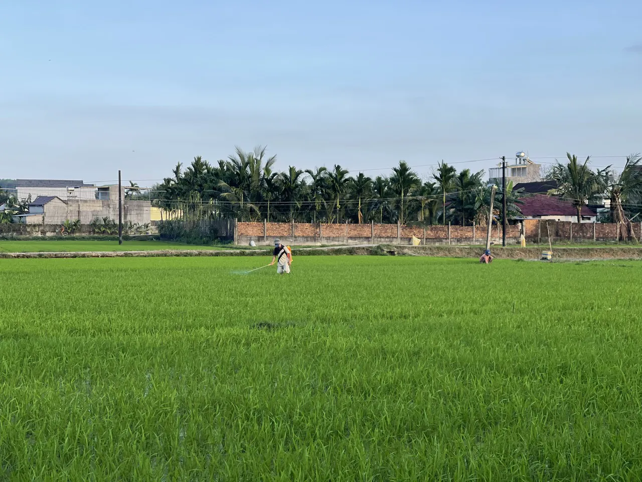 Quảng Ngãi chủ động triển khai sản xuất vụ Hè Thu, ứng phó với khô hạn