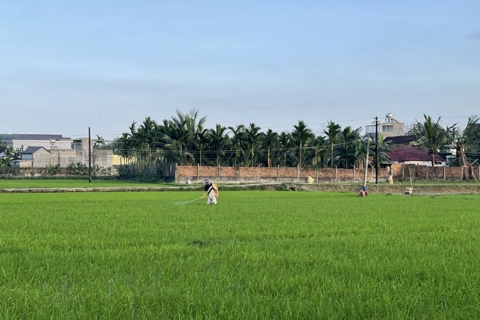 Quảng Ngãi chủ động triển khai sản xuất vụ Hè Thu, ứng phó với khô hạn