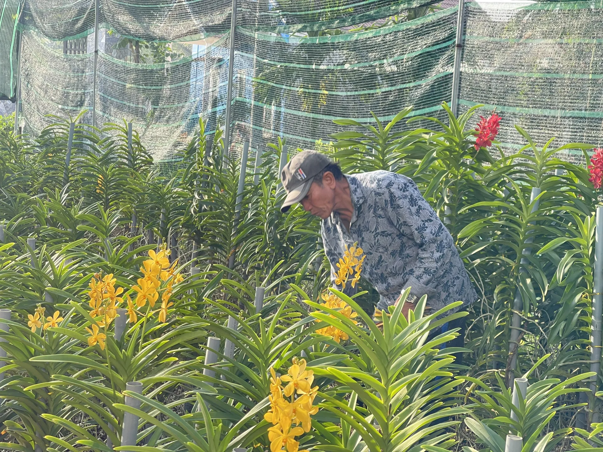 Ứng phó khí hậu cực đoan, Quảng Ngãi đẩy mạnh sản xuất nông nghiệp công nghệ cao