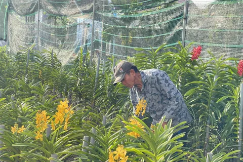 Ứng phó khí hậu cực đoan, Quảng Ngãi đẩy mạnh sản xuất nông nghiệp công nghệ cao