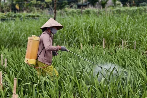 Quảng Ngãi: thời tiết bất lợi, người trồng lay ơn thấp thỏm lo úng gốc, thối cây