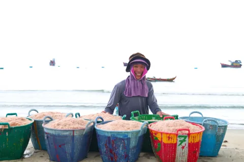 Trúng mùa ruốc, ngư dân Quảng Ngãi thu tiền triệu mỗi ngày