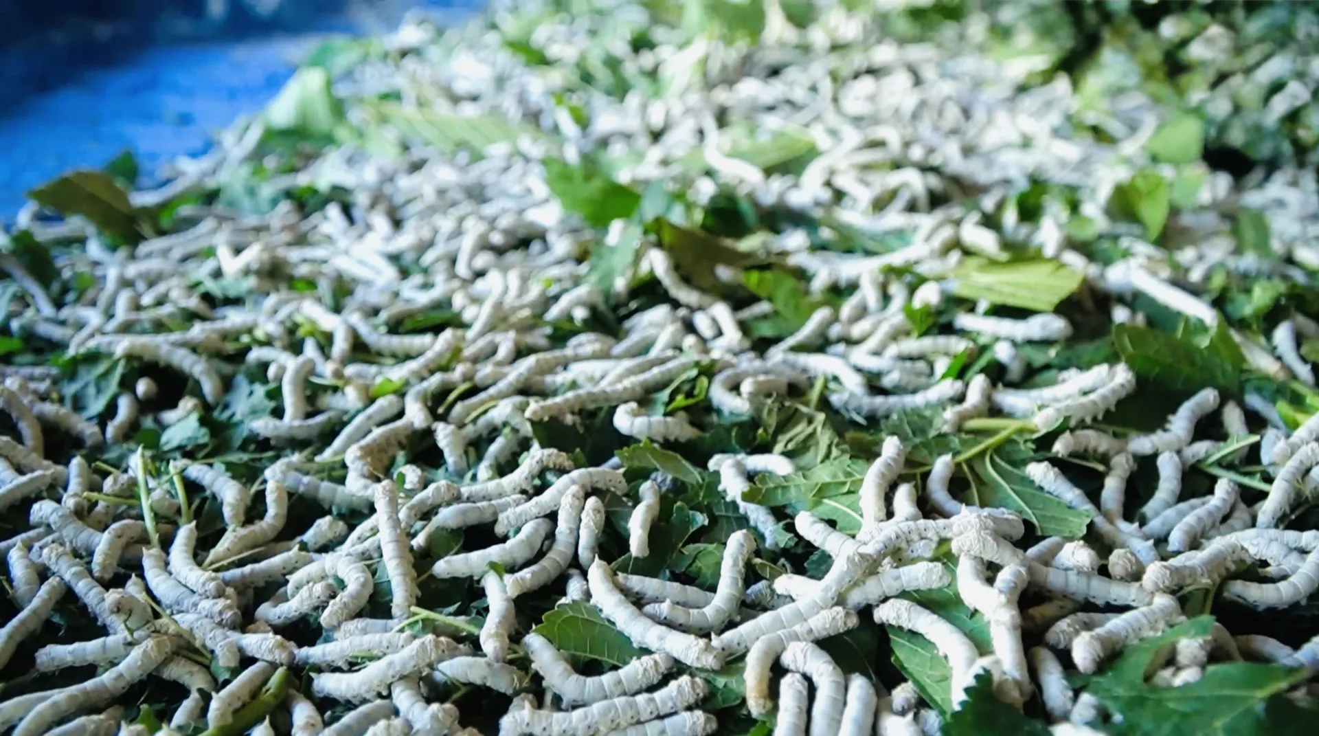 Quảng Ngãi: nghề trăm năm bên sông Trà Khúc dần hồi sinh
