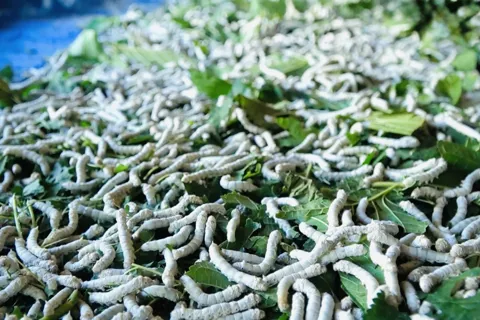 Quảng Ngãi: nghề trăm năm bên sông Trà Khúc dần hồi sinh