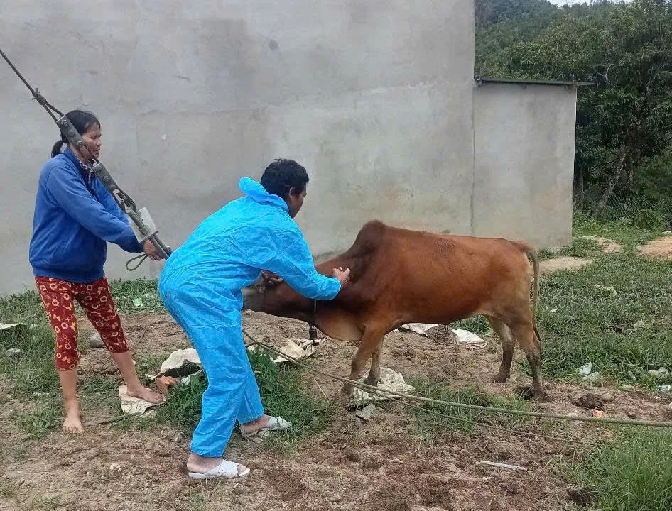 Quảng Ngãi khoanh vùng ổ dịch nghi lở mồm long móng