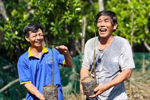 Quảng Ngãi: phủ xanh đầm ngập mặn 