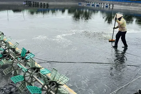 Quảng Ngãi: thua lỗ triền miên, nghề nuôi tôm thành “canh bạc” may rủi
