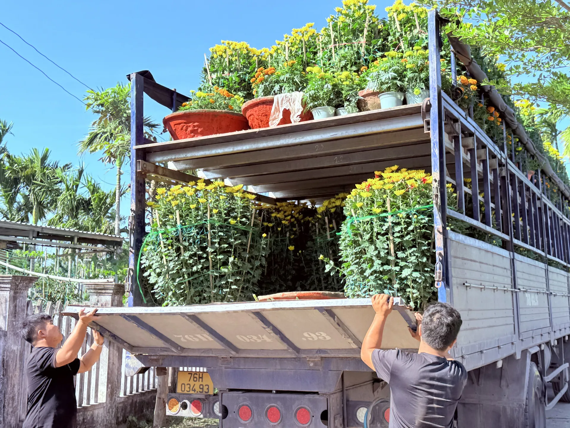 Quảng Ngãi: cúc vàng khoe sắc, làng hoa Nghĩa Hiệp rộn ràng những chuyến xe “chở Tết”