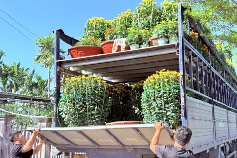 Quảng Ngãi: cúc vàng khoe sắc, làng hoa Nghĩa Hiệp rộn ràng những chuyến xe “chở Tết”