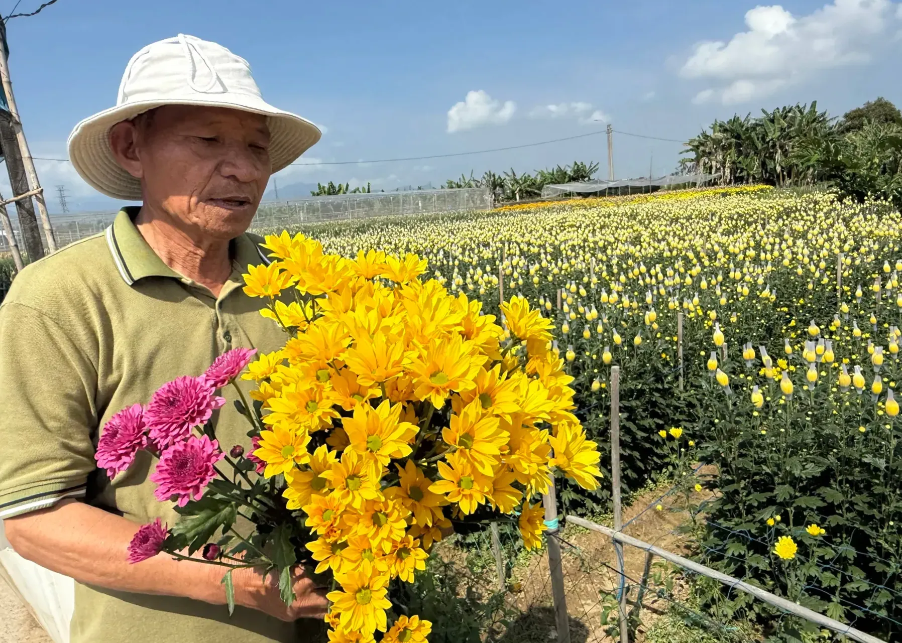 Mùa cúc vàng bên sông Trà Bồng