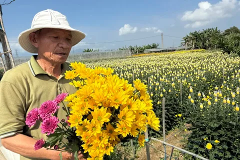 Mùa cúc vàng bên sông Trà Bồng