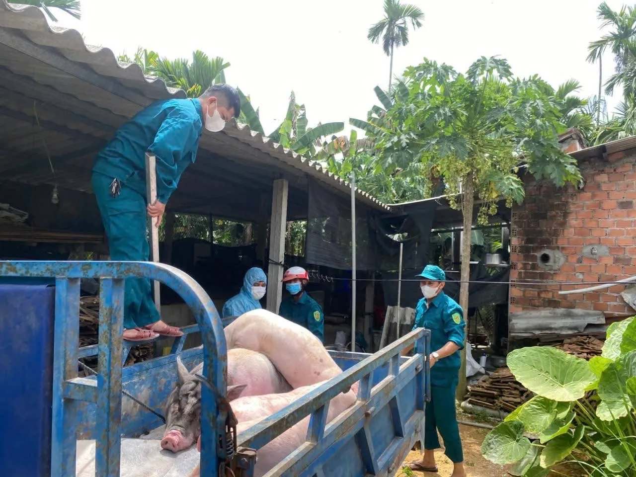 Hình ảnh 4
