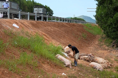 Mạnh tay xử lý các hành vi làm lây lan dịch tả lợn châu Phi