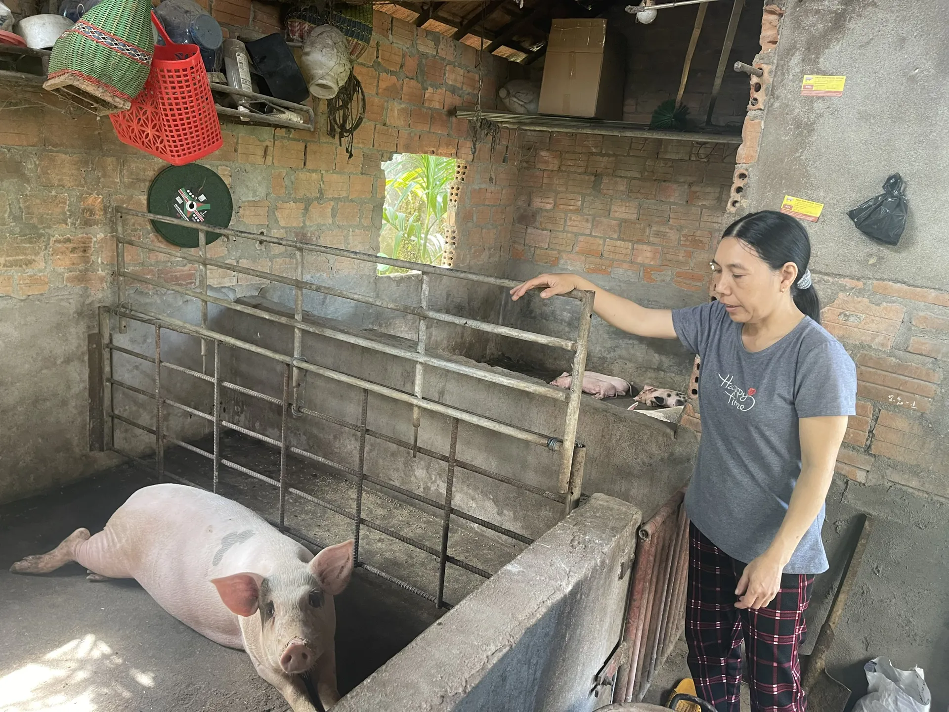 Quảng Ngãi: giá heo giảm sâu, nông hộ và trang trại lớn chùn tay thả giống