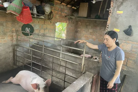 Quảng Ngãi: giá heo giảm sâu, nông hộ và trang trại lớn chùn tay thả giống