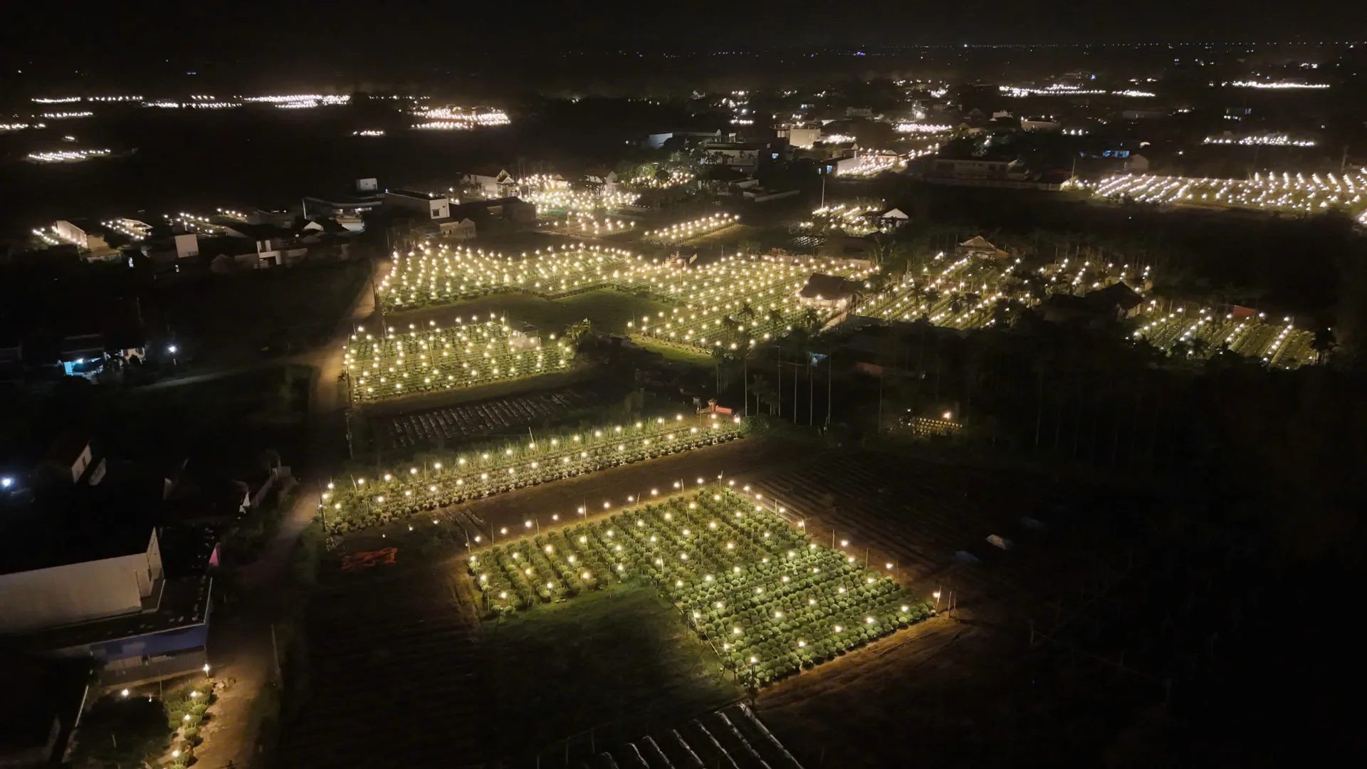 Hàng triệu bóng đèn thắp sáng xuyên đêm ở vùng trồng cúc lớn nhất miền Trung