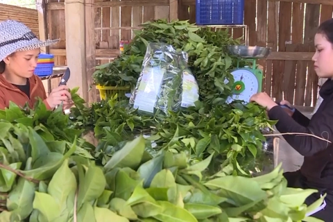 Sau hơn 4 năm, tỷ lệ hộ nghèo Quảng Ngãi giảm mạnh 