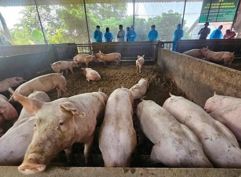 Hình ảnh 3