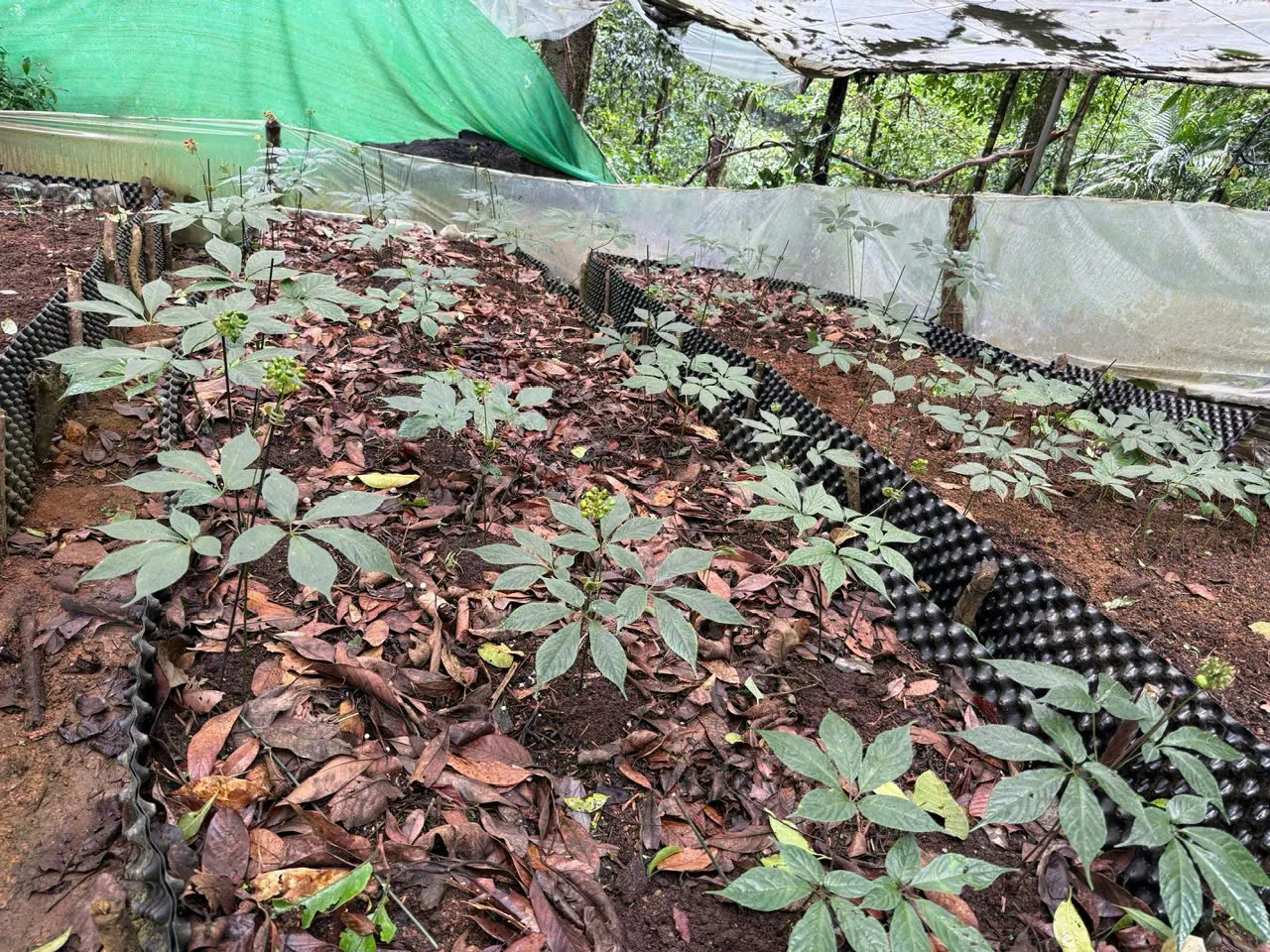 Hình ảnh 3