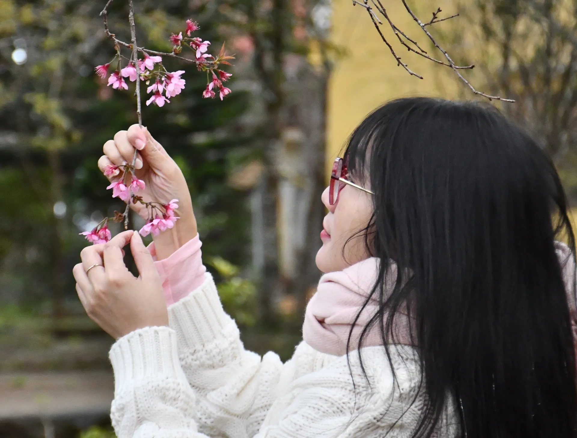 Mê mẩn sắc hoa anh đào ở Măng Đen