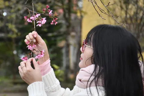 Mê mẩn sắc hoa anh đào ở Măng Đen