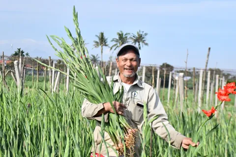 Quảng Ngãi: lay ơn được mùa, được giá dịp Tết