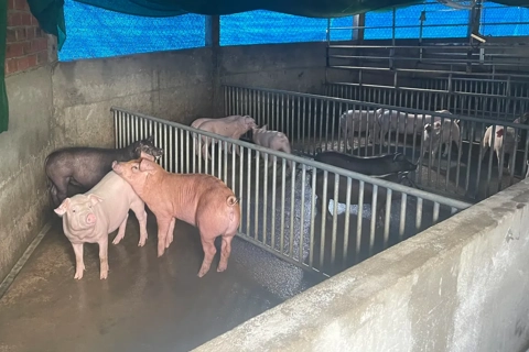 Quảng Ngãi nỗ lực khống chế dịch tả lợn châu Phi, khuyến cáo không tái đàn ồ ạt