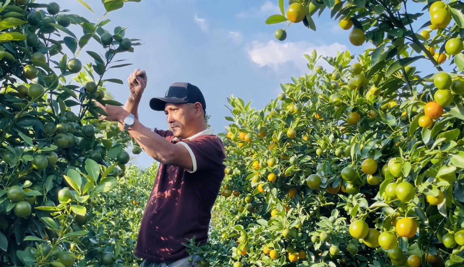 Quất cảnh nở lộc trên đất lúa kém hiệu quả