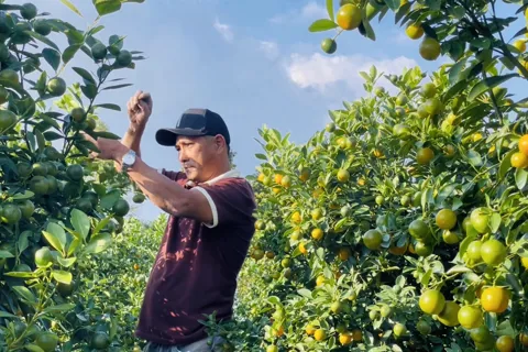 Quất cảnh nở lộc trên đất lúa kém hiệu quả